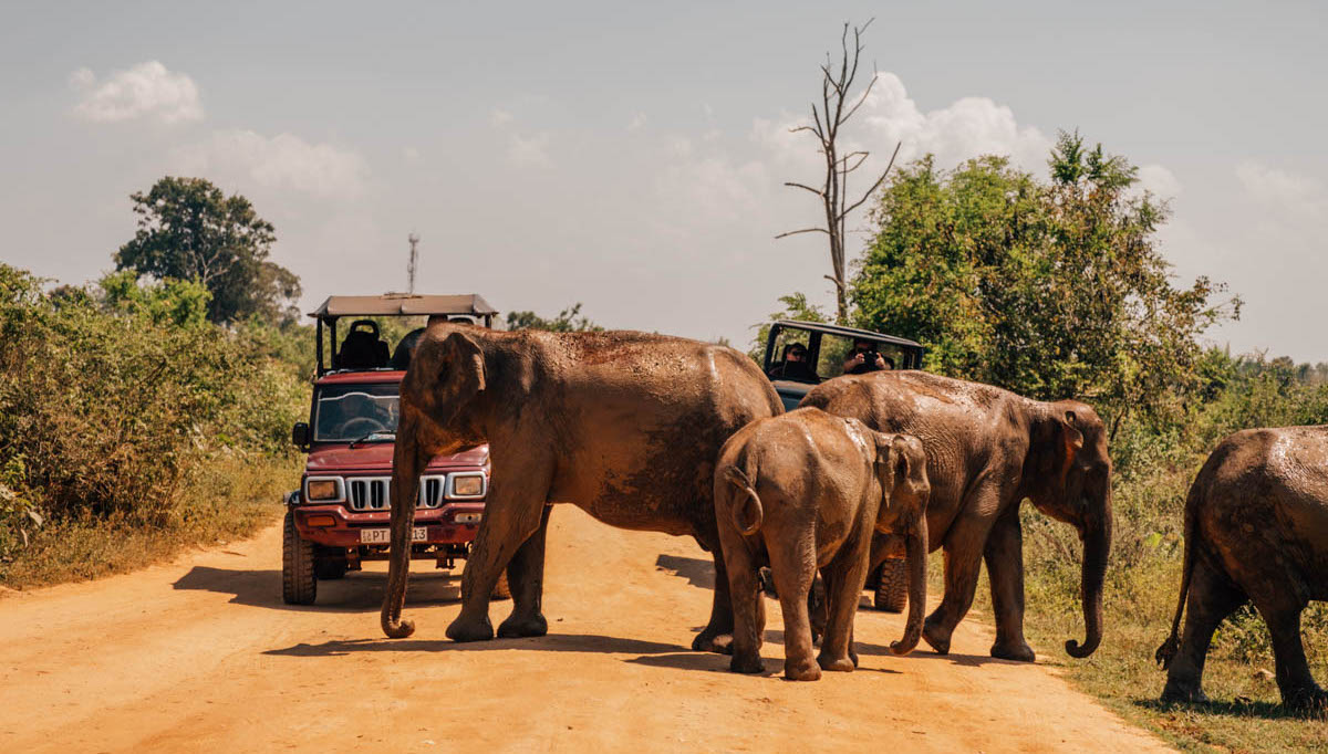 Meeting Baby Elephants on Safari in Sri Lanka